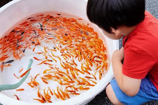 金魚を眺める男の子 金魚を眺める男の子の写真