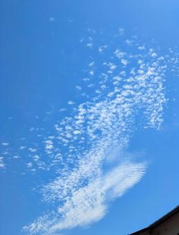 うろこ雲 うろこ雲の写真