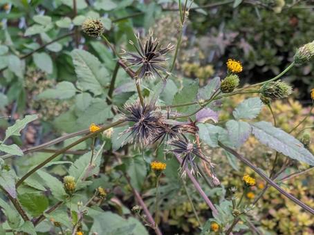 立冬前の横浜市北部の路傍のコセンダングサ ひっつき虫,雑草,横浜市青葉区の写真素材