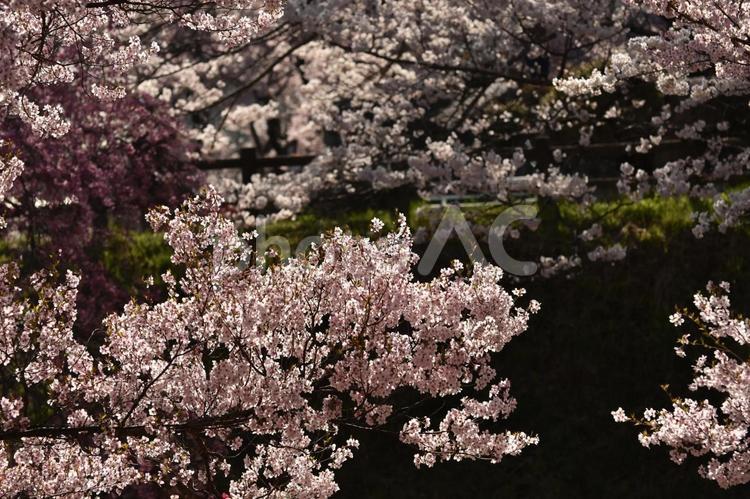 大草城址公園　桜 桜,鮮やか,晴れの写真素材