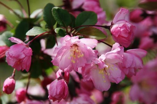 ハナカイドウ・花海棠　マクロ カイドウ,花木,紅桃色の写真素材