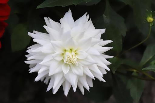 ダリヤの花 ダリヤの花 植物,花,自然の写真素材