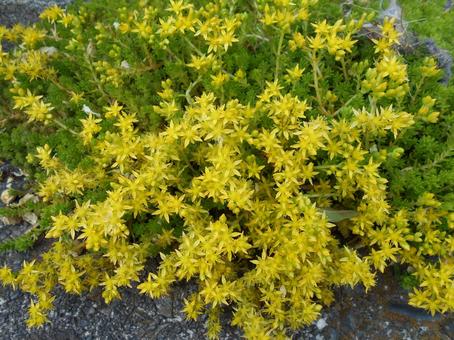 マンネングサ マンネングサ マンネングサ,黄色,道ばたの花の写真素材