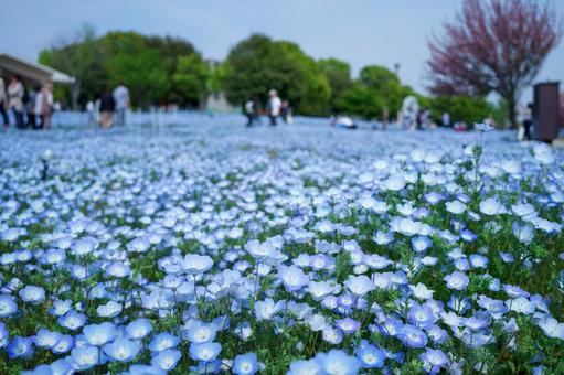 ネモフィラの花が咲き誇る広場 花,ネモフィラ,風景の写真素材