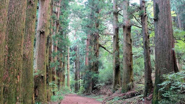 晩夏の元箱根旧東海道杉並木 晩夏の元箱根旧東海道杉並木 旧東海道杉並木,晩夏,森林の写真素材