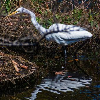 鳥、水面 鳥、水面の写真