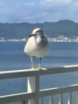 カモメ カモメの写真