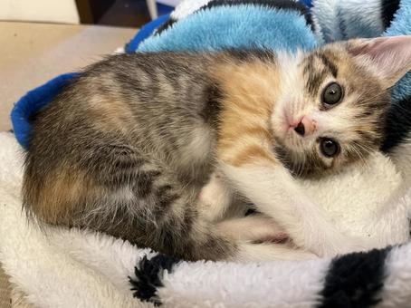 くつろぐ子猫の三毛猫 くつろぐ子猫の三毛猫の写真