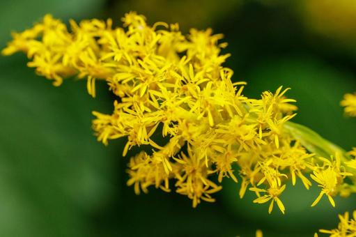 秋の野原に咲くセイタカアワダチソウの花 花,植物,黄色の写真素材