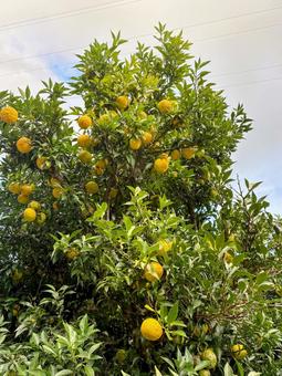 ゆずの木と実 自然,木,ゆずの写真素材