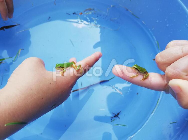 水遊びする子供　蛙を持つて 子供,幼児,水遊びの写真素材