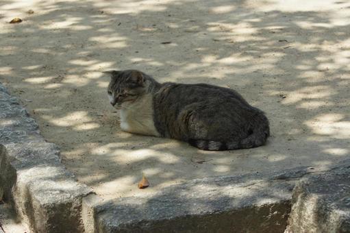 ねこ ねこ にゃんこ,可愛い,野良猫の写真素材