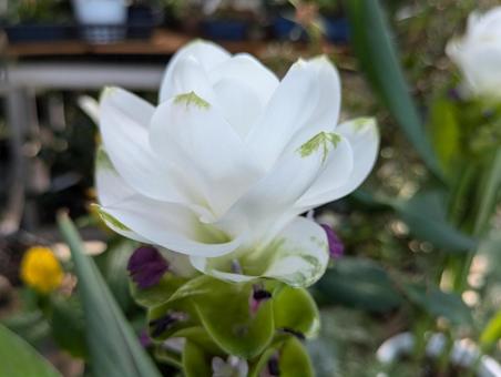 クルクマの花 クルクマの花の写真