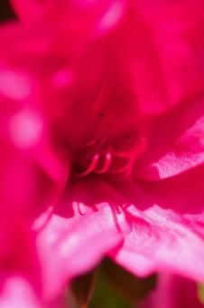 ツツジ ツツジの写真