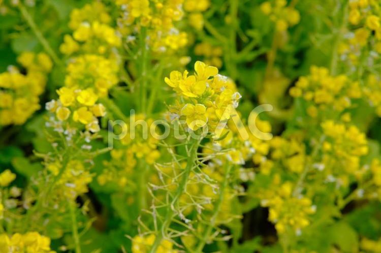 菜の花　加古川みとろフルーツパーク 菜の花,なの花,花の写真素材