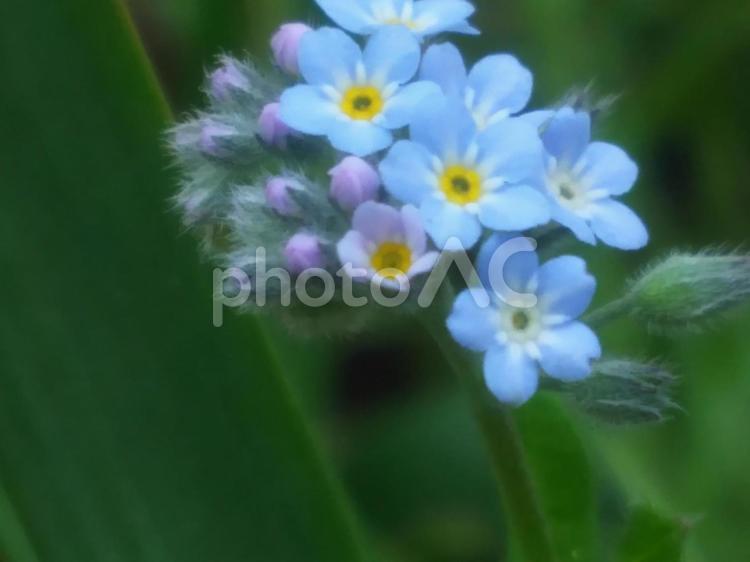 庭に咲くワスレナグサの花 青,緑,石の写真素材
