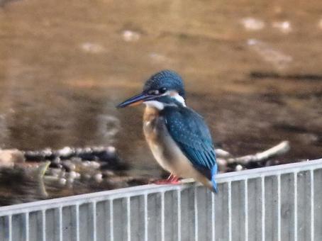 排水口にとまっているカワセミ 排水口にとまっているカワセミの写真
