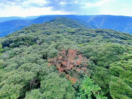 奄美自然観察の森　ドラゴントリデから 奄美自然観察の森,自然,景色の写真素材