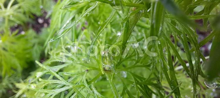 水滴のついた草の葉 葉,水,水滴の写真素材