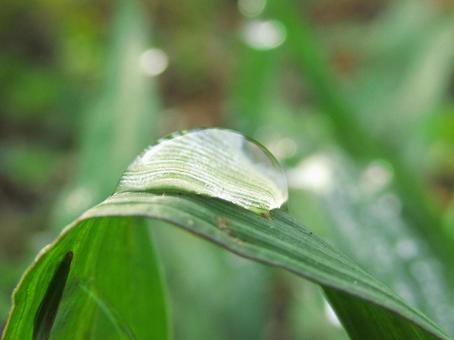 水滴と緑の葉 Water drops 水滴,すいてき,waterの写真素材