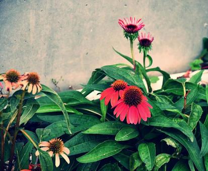 エキナセアの写真