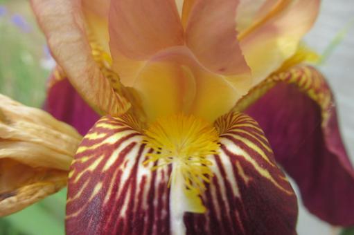 Photo, german iris, flower, plant, 