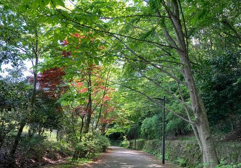 公園道 公園道の写真