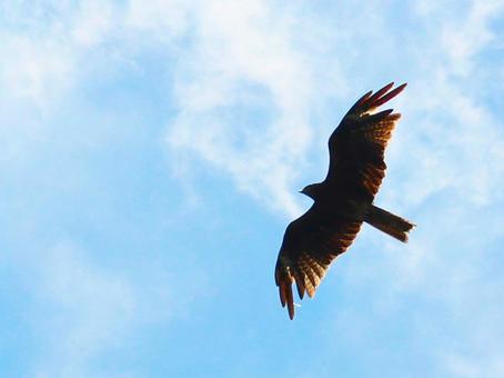 Birds of Japan, JPG