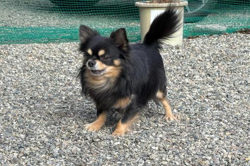 ノーリードで遊ぶチワワ・砂利の庭 犬,チワワ,ノーリードの写真素材