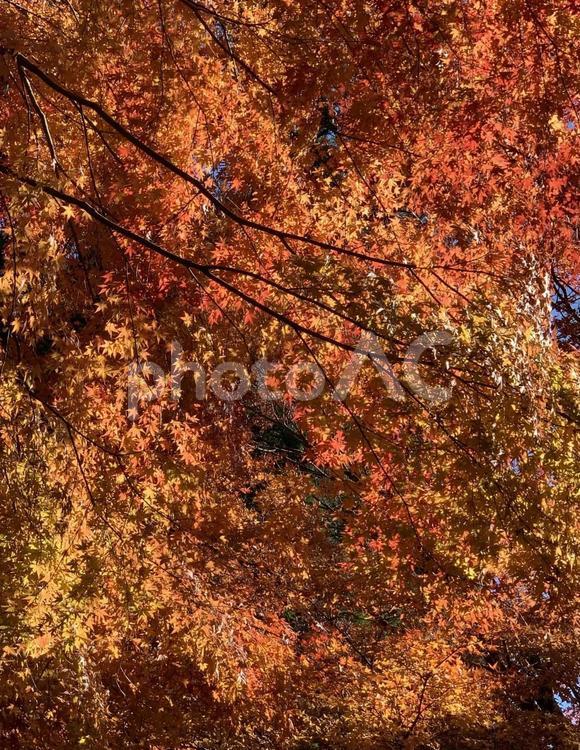朱色がきれいな紅葉の風景 紅葉,秋,秋の風景の写真素材