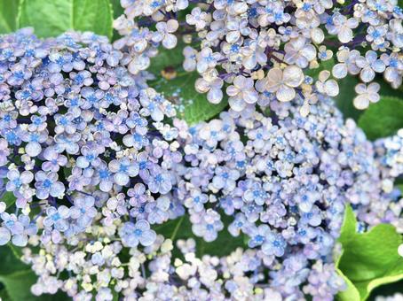 小さい花の紫陽花 小さい花の紫陽花の写真