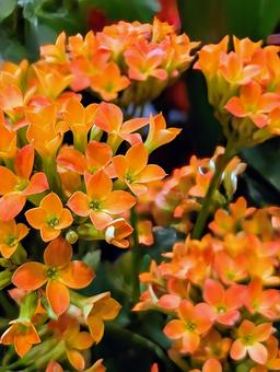 รูปถ่าย, ดอกไม้, สีส้ม, kalanchoe, 