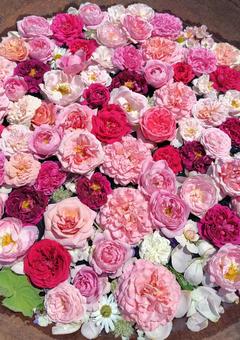 バラ バラ バラ,ピンクの花,赤い花の写真素材