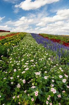 丘の風景ー秋⑻ 丘の風景ー秋⑻ 丘,花々,木々の写真素材