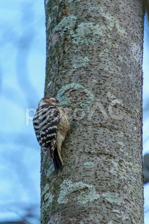 木をついばむコゲラ コゲラ,キツツキ,野鳥の写真素材