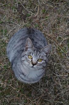 Looking up at the sky 2, cat, gray, gray, JPG