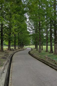 木のトンネルの遊歩道 木のトンネルの遊歩道の写真