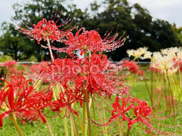 雨上がりの日に撮影した曼珠沙華の花 曼珠沙華,花,彼岸の写真素材