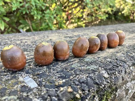 整列するどんくり達 どんぐり,ドングリ,茶色の写真素材