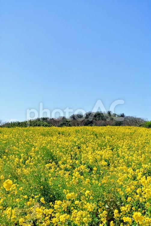 菜の花のお花畑と青い空 菜の花,青空,空の写真素材
