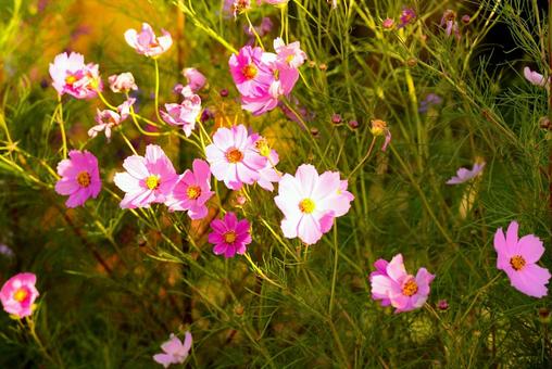 朝日とコスモス 花,コスモス,アキザクラの写真素材