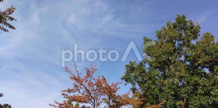 樹木と空 樹木,大きな木,木の写真素材