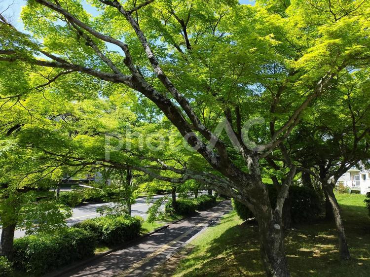 枚方市　香里ケ丘けやき通りの新緑 新緑,けやき通り,青もみじの写真素材