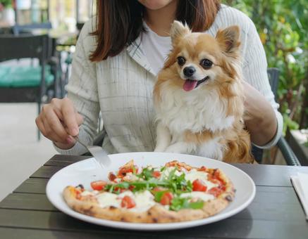 ランチ中の飼い主の膝上に座るチワワ ランチ中の飼い主の膝上に座るチワワの写真
