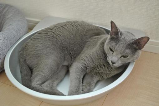 Cat in a cat pot (Russian Blue), JPG