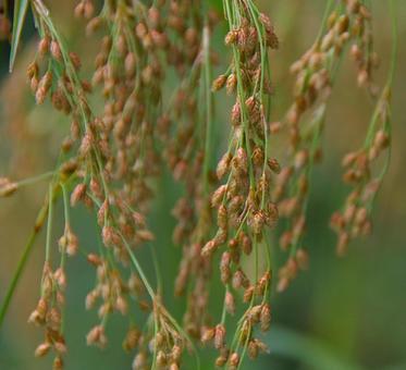 アブラガヤ アブラガヤ,油茅,油萱の写真素材