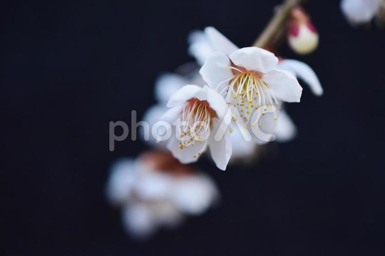 ＜春のイメージ＞梅の花 梅,花,梅花の写真素材