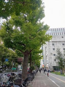 銀杏並木　青2の写真