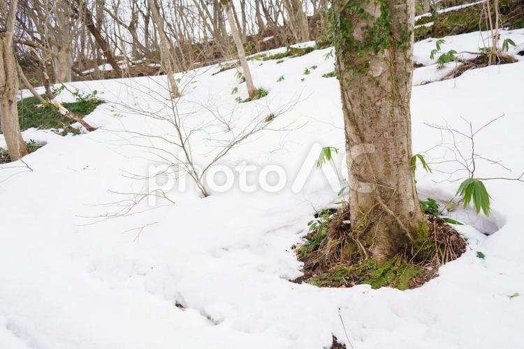 雪解けがすすむ林の風景 雪解け,残雪,林の写真素材