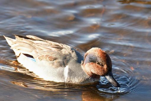 Close-up of a male American teal, Vancouver, British Columbia, Canada, JPG Close-up of a male American teal, Vancouver, British Columbia, Canada, JPG